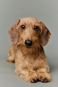 portait of a miniature dachshund