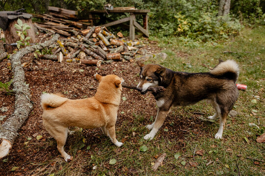 a shiba inu and a minihusky playing