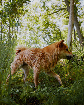 shiba inu with wet fur