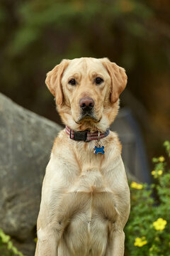 golden retriever labrador mix portrait