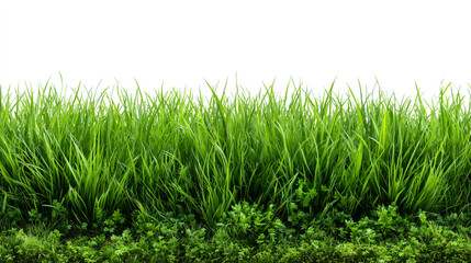 green grass isolated on transparent background