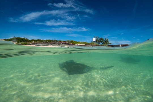 Stringray Split #2