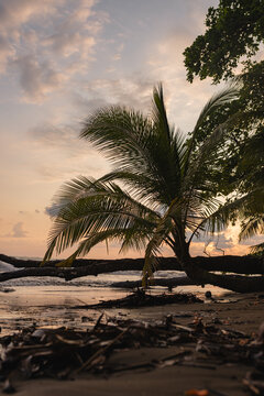 Palm tree at Marino Ballena National Park sunset