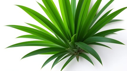 Fototapeta premium A close up shot of a pandan plant with its long vibrant green leaves against a white background