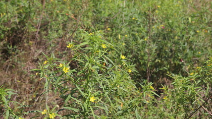 The yellow bush flowers bloom beautifully