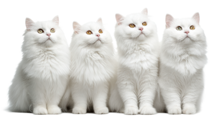 Four fluffy white cats sit attentively on a white surface