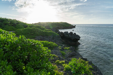 クサトベラが群生する備瀬崎海岸