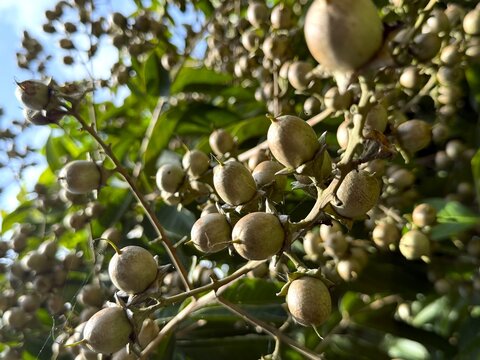 Close up of the autumn tallow tree fruits on a sunny day in a high resolution photo