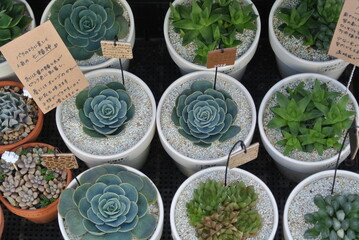 plants in pots