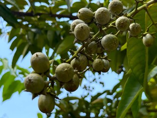 Cluster of diospyros malabarica fruit hangs beneath green leaves against a clear sky backdrop