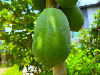Fresh green papaya fruit grows directly from the tree in the tropical environment