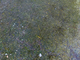 Scattered yellow leaves and dry twigs overlay a mottled dark green concrete surface creating an abstract texture