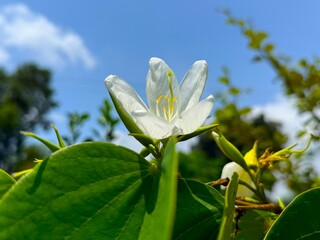 Obraz premium Single white orchid tree flower blooms against a beautiful blue sky with lush green foliage