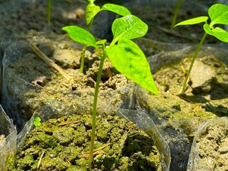 Small green seedling sprouts rise from the ground in a high resolution outdoors