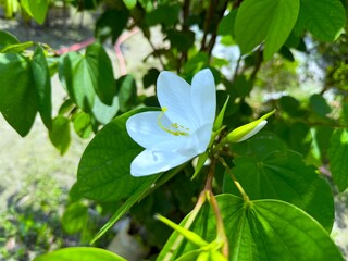 A delicate white bauhinia flower blossoms amidst vibrant green leaves in a natural light setting