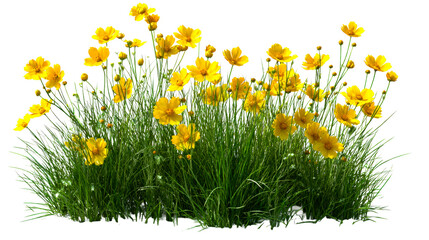 Cluster of yellow flowers with green grass stems on a transparent background