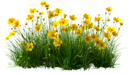 Cluster of yellow flowers with green grass stems on a transparent background