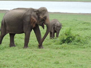 Amazing Elephants in Kaudulla National Park, Sri Lanka