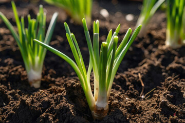 Obraz premium Fresh Green Spring Onions Growing in Garden Soil under Natural Daylight