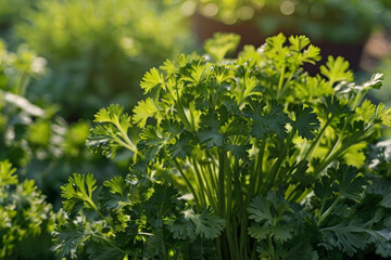 Fresh Green Parsley Leaves Growing Densely in Garden under Natural Sunlight