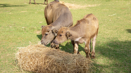 Fototapeta premium Cows feeding on hay in a sunny green pasture