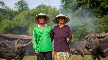 Elderly couple joyfully tending to water buffaloes in a lush rural setting during a sunny day in...