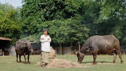 Buffalo caretaker stands in a lush green field with two buffaloes during daylight in a rural...