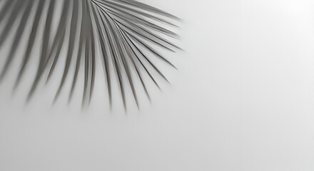 Obraz premium Elegant palm leaf shadow on a minimalist white background for presentations