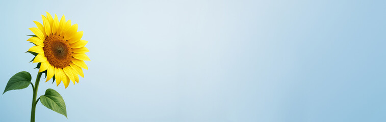 Fototapeta premium Bright sunflower on left side with empty light blue background for text placement or promotional design template with copyspace. Ai generative