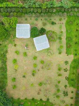 Aerial Garden Fruit Trees Protected By Square Mesh Nets
