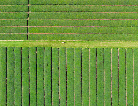 Aerial Tea Plantation Fields With Dog Walking Through