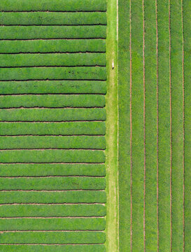 Aerial Tea Plantation Fields With Dog Walking Through