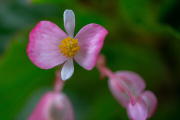 De las bellezas del jardín de mi madre.