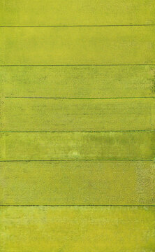 Aerial Rice Paddy Fields Parallel Strips Golden Green