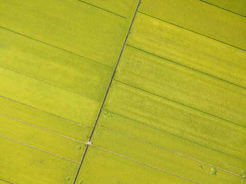 Aerial View of Nearly Ripe Green Rice Fields with Neat Lines