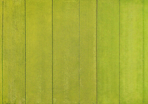 Aerial Rice Paddy Fields Parallel Strips Golden Green
