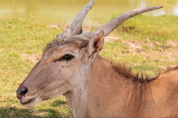 Close-up of a common eland antelope with long spiraled horns, brown fur, and flies on its face, taken in natural daylight, perfect for wildlife, safari, African nature, and animal portrait photography