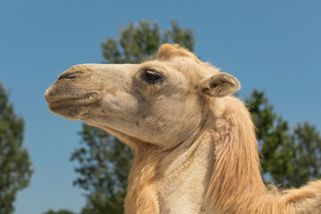 Obraz premium Close-up side profile of a light-colored camel against a clear blue sky, showing detailed fur texture and facial features, ideal for wildlife, desert animal, and nature stock photography collections