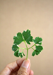A Hand Holding a Variegated Leaf Against a Simple Background