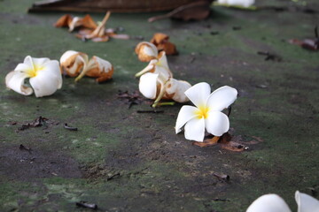 Fallen Frangipani Plumeria Petals on a Mossy Stone