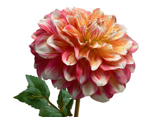 A Vibrant Pink, Orange, and White Dahlia Flower on a Transparent Background, PNG