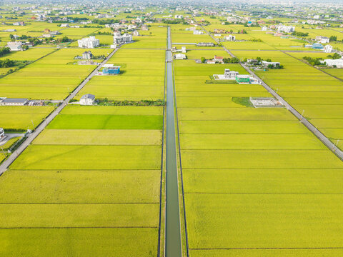 Aerial View of Green Rice Paddies