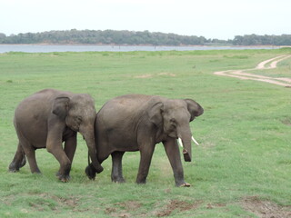 Obraz premium Amazing Elephants in Kaudulla National Park, Sri Lanka