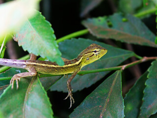 Close-up view of a lizard walking on a plant.