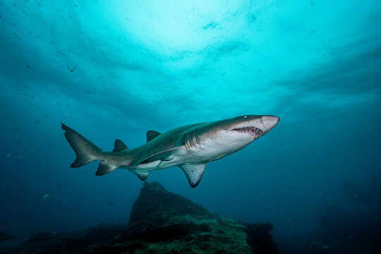 Ragged Tooth Shark