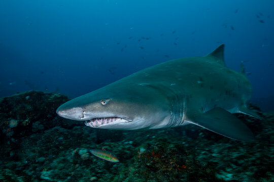 Ragged Tooth Shark