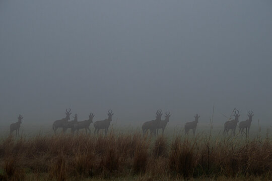 Hartebeest Herd
