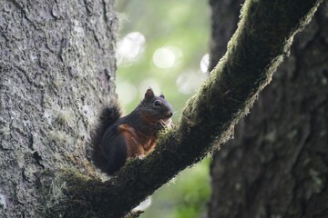Douglas's Squirrel eating food