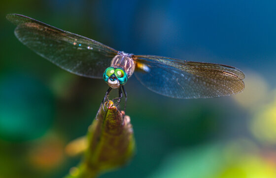 Colorful Dragonfly Perched on a Leaf in a Lush Garden