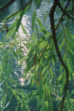 Sunlight Reflecting on Water Through Leaves
